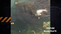 Impresionante pelea entre un pulpo gigante y una foca   Lucha entre una foca y un pulpo gigante 2015