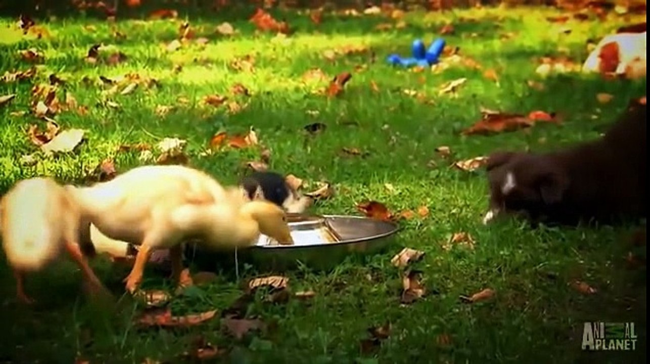 Bonne année 2017 à nos amis les animaux...