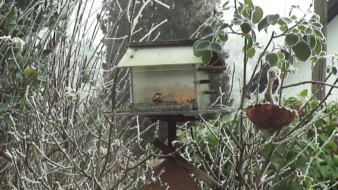 Mésange bleue 01.01.2017