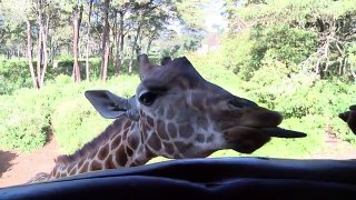 Conflicts in Africa blocking efforts to save giraffes