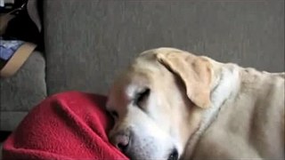 Dog's Crazy Dream - Captured on Film