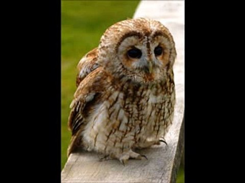 Gerçek baykuş sesi