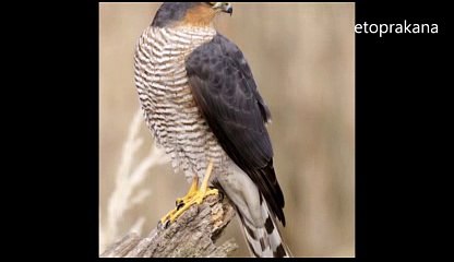 Gerçek  Atmaca Sesi