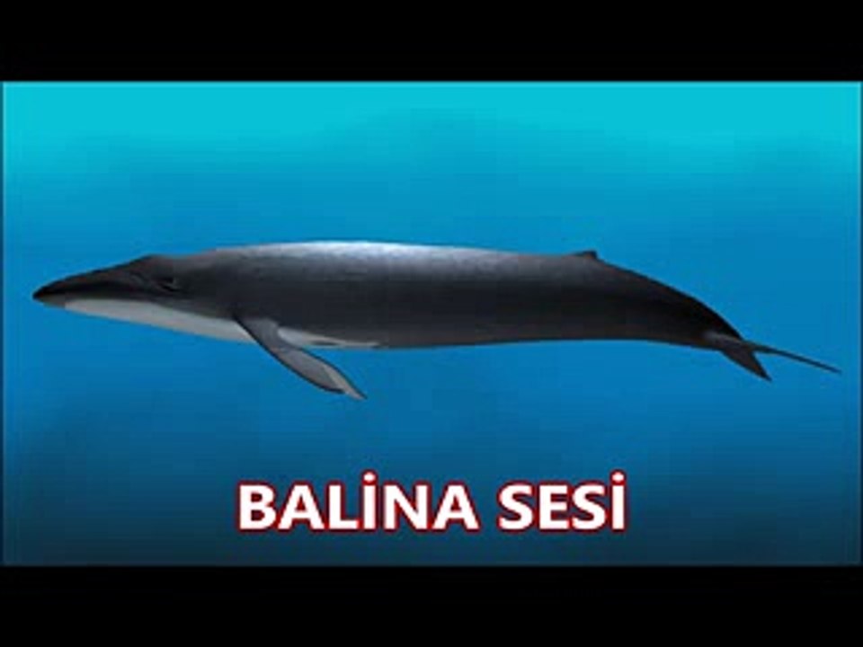 Gerçek Balina Sesi - Dailymotion Video