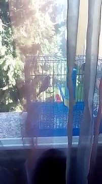 Magnifique chant du Chardonneret Donnez un prix Nazim Zimou - Sawmou de : Nazim Zimou