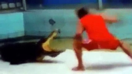 Un crocodile joue un sale tour à son dompteur
