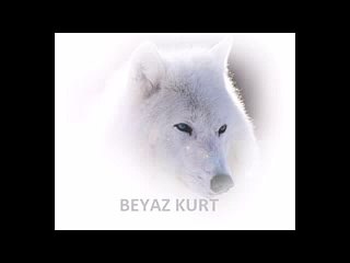 Gerçek  Beyaz Kurt Sesi-Uluması