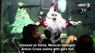 Mexican biologist Arturo Cross dresses up as Santa in aquarium