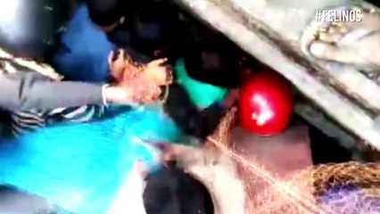 ¿Qué hacer ante el inminente encuentro con un felino?