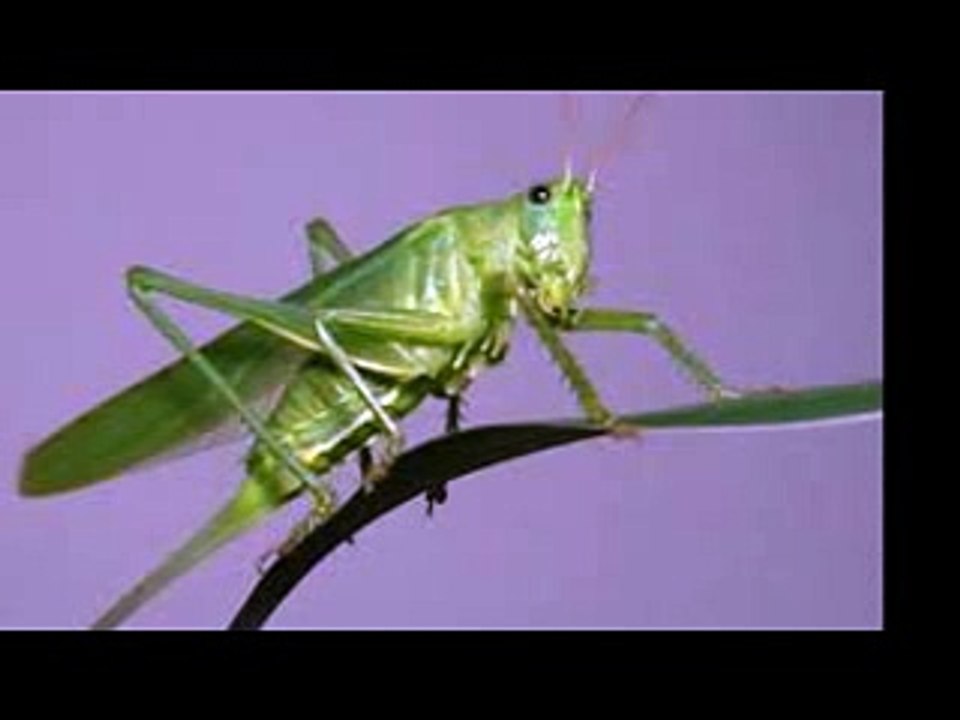 Gerçek  Çekirge Sesi