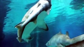 Shark swallows shark in Seoul aquarium
