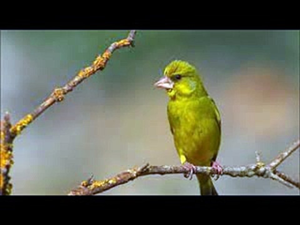 Gerçek  Florya Kuşu Sesi