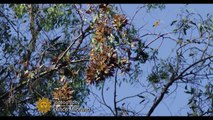 Beauty Nature Monarch butterflies