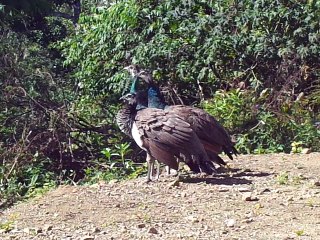 Aves, pavos reales paseando