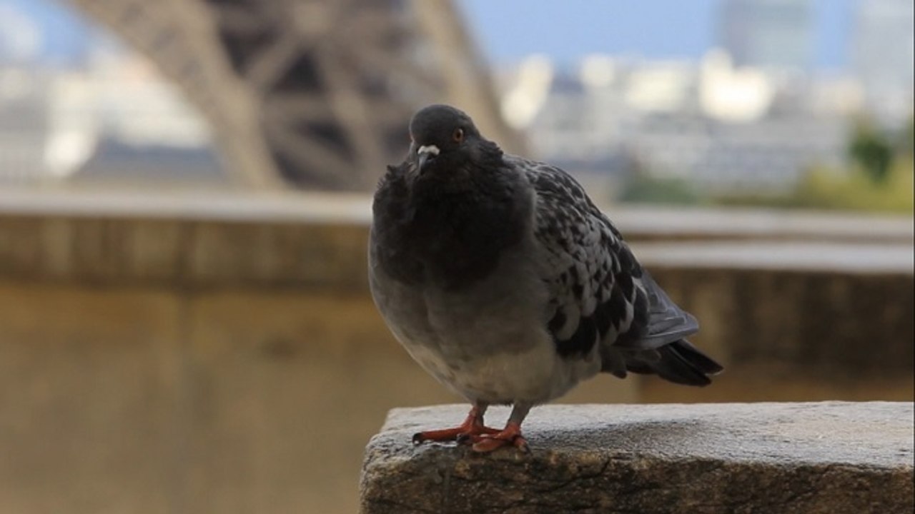 Je suis columba livia