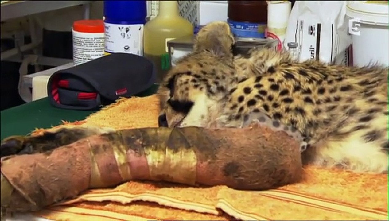 Guépards - Cyclope le chasseur (doc 2016 stfr)