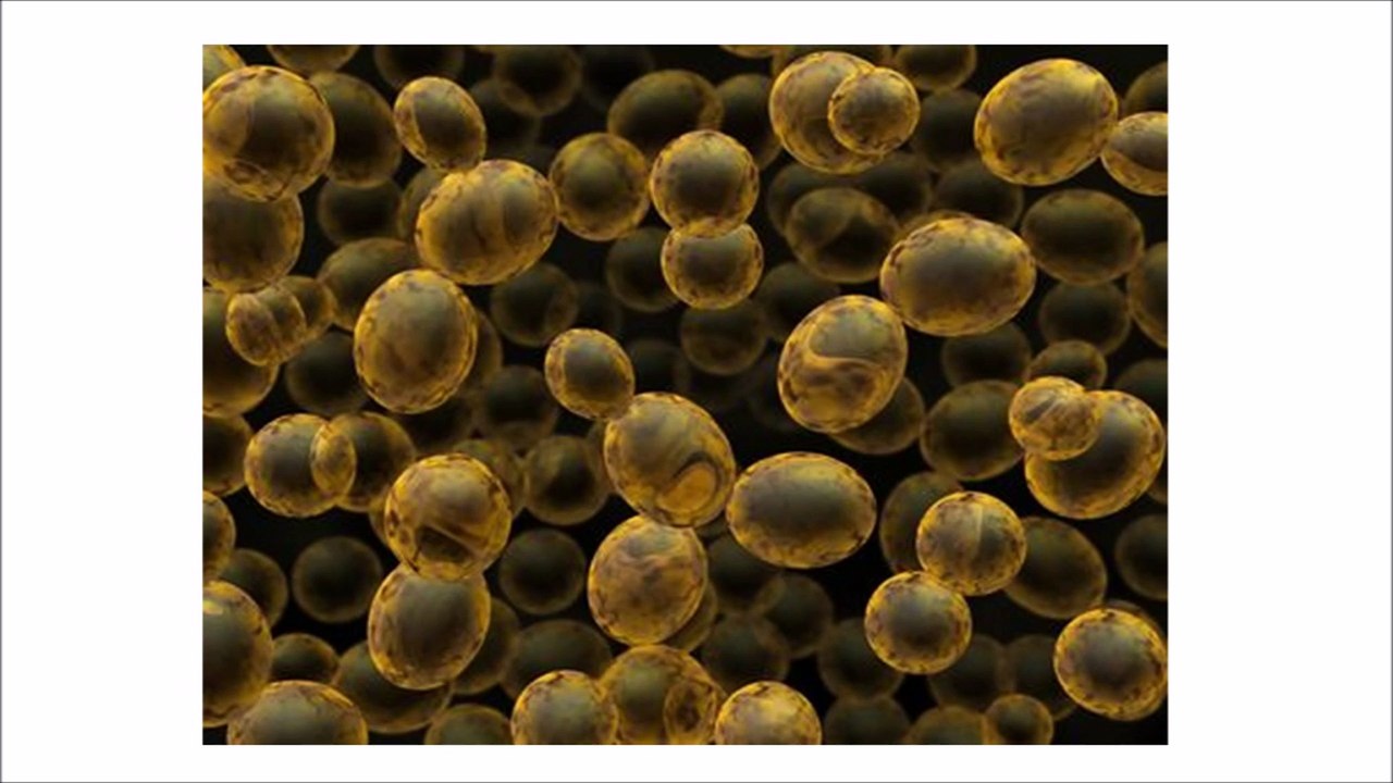 The Yeast Fungus and Mould Connection to Fibromyalgia