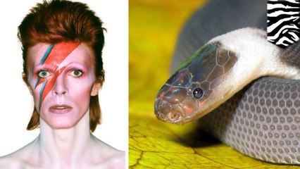 Ziggy stardust snake, Klingon newt among new species discovered with popular namesakes - TomoNews