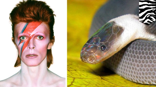 Ziggy stardust snake, Klingon newt among new species discovered with popular namesakes - TomoNews