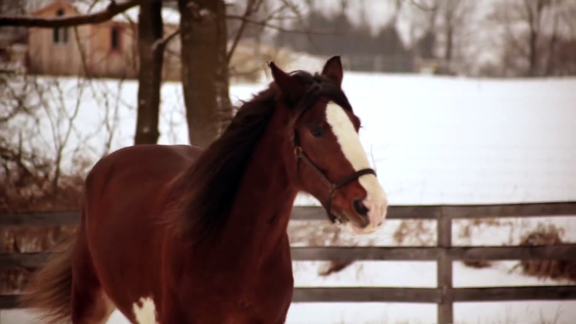 ⁣2016 Clydesdale Superbowl Commercial - GO JIMMY!