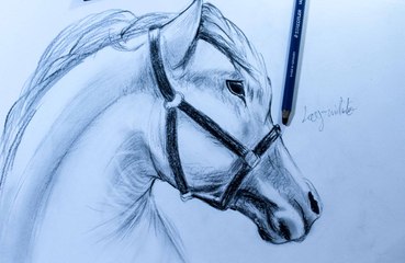 How to draw a Horse تعلم رسم حصان بقلم الرصاص