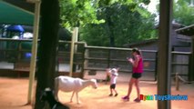 ANIMALS POOPING AT THE ZOO Kid at the ZOO Funny Family Fun Trip to Petting Farm Animals for Chil