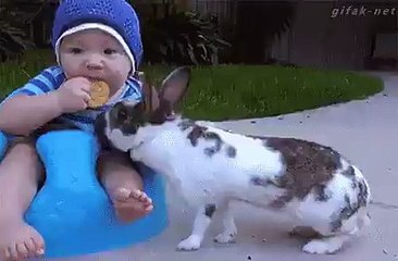Baby Eat Cookie But Rabbit Snatch Run