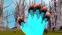 Top 10 Animated Bear Finger Family Rhymes | Bear Animal Finger Family Rhymes