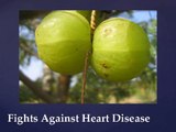 Amazing Uses and Benefits of Amla - Amrish Malhi