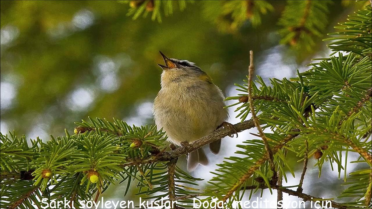 Şarkı söyleyen kuşlar - Doğa, meditasyon için müzik çalıyor - kuşlar cıvıl cıvık