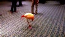 A dancing Scottish Flamingo
