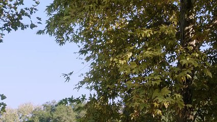 Desperate Housewives  - Who Can Say What's True