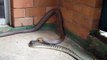 Ce serpent en mange un autre et un Python géant !