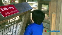 ANIMALS POOPING AT THE ZOO Kid at the ZOO Funny Family Fun Trip to Petting Farm Animals for C