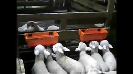 The Amazing Technology -Smart Dairy Farming