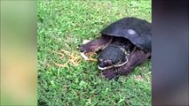 Cette tortue voulait juste jouer et se barre avec la balle...