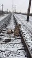 Ce chien courageux passe sous un train pour rester avec sa soeur blessée !