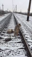 Ce chien courageux passe sous un train pour rester avec sa soeur blessée !