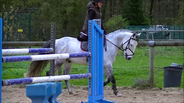 RUBIS DES GENETS PONEY D A VENDRE Grand Prix