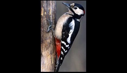 Ağaçkakan Sesi-Ağaçkakan Ötüşü