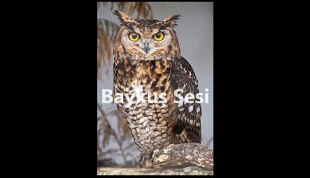 Baykuş Sesi-Baykuş Ötüşü
