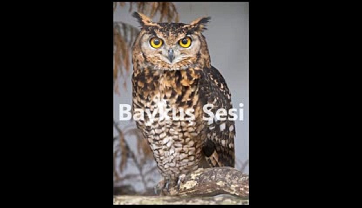 Baykuş Sesi-Baykuş Ötüşü