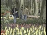 Pays Bas : Le pays de la tulipe