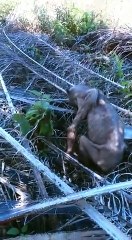 Strange creature freaks out plantation workers in Sarawak