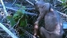 Strange creature freaks out plantation workers in Sarawak