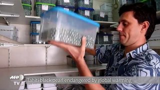 Tahiti black pearl endangered by global warming