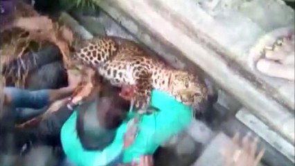 Man injured as leopard escapes netting in India