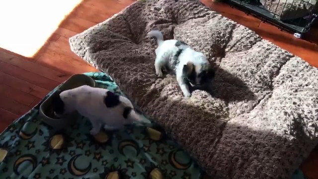 Questo Cagnolino è così contento di mangiare, che mentre lo fa..BALLA!