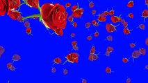 Falling Rose Flowers Animation Green Sreen free