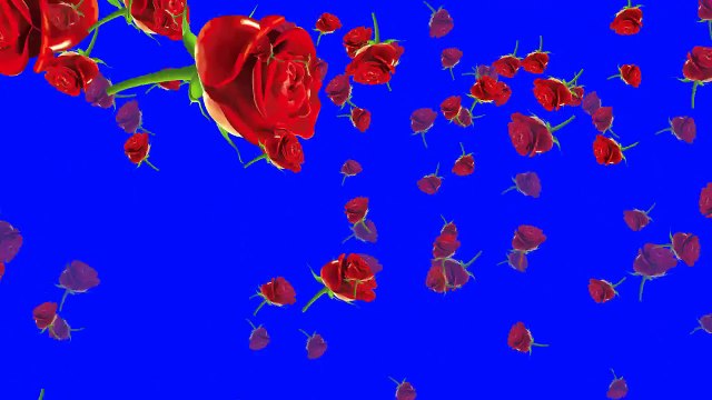Falling Rose Flowers Animation Green Sreen free